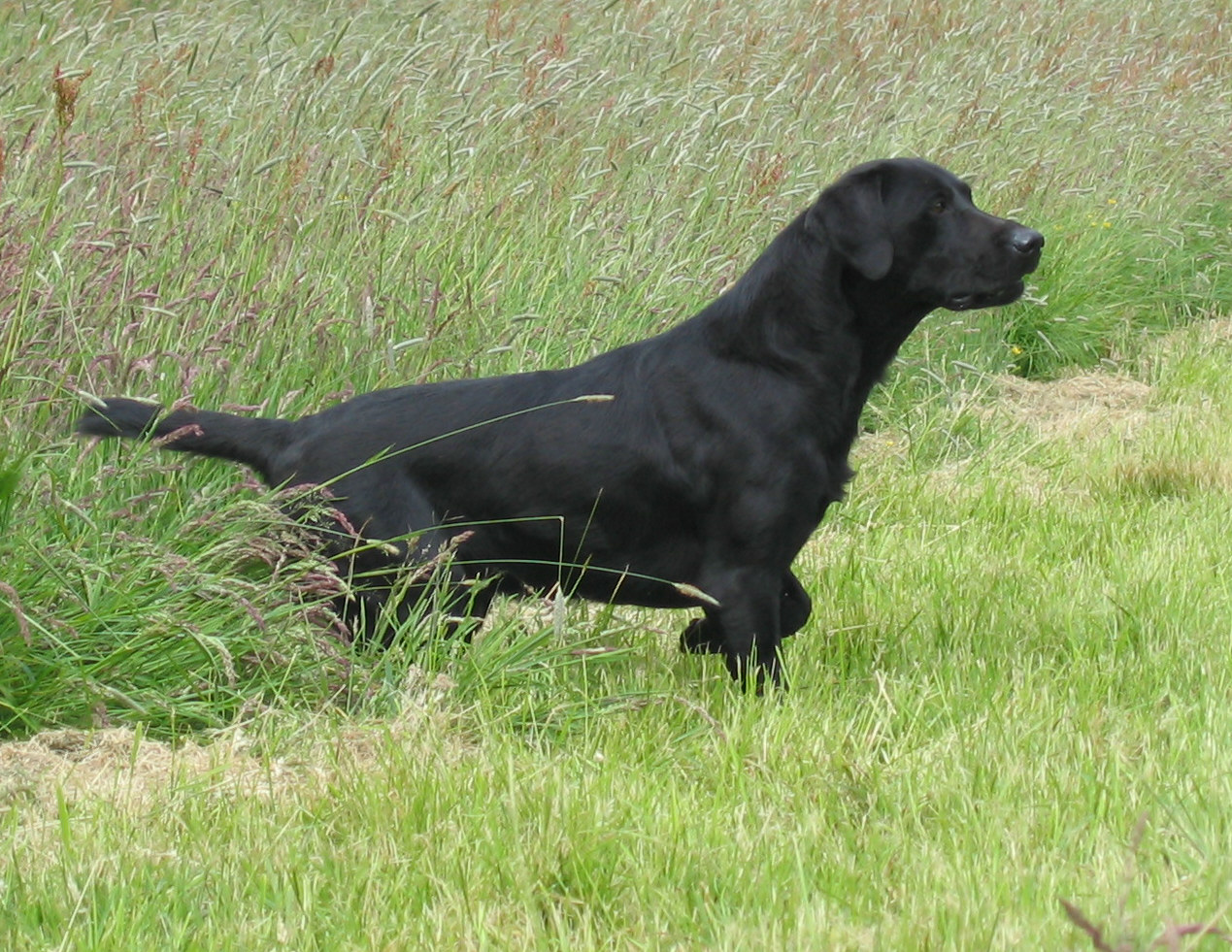 Ross waiting for a signal